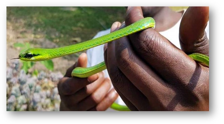 James Ntulume Snakes Uganda