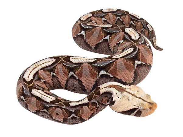 Vipers snake: They are venomous and have long, hinged fangs that permit deep penetration and injection of their venom.